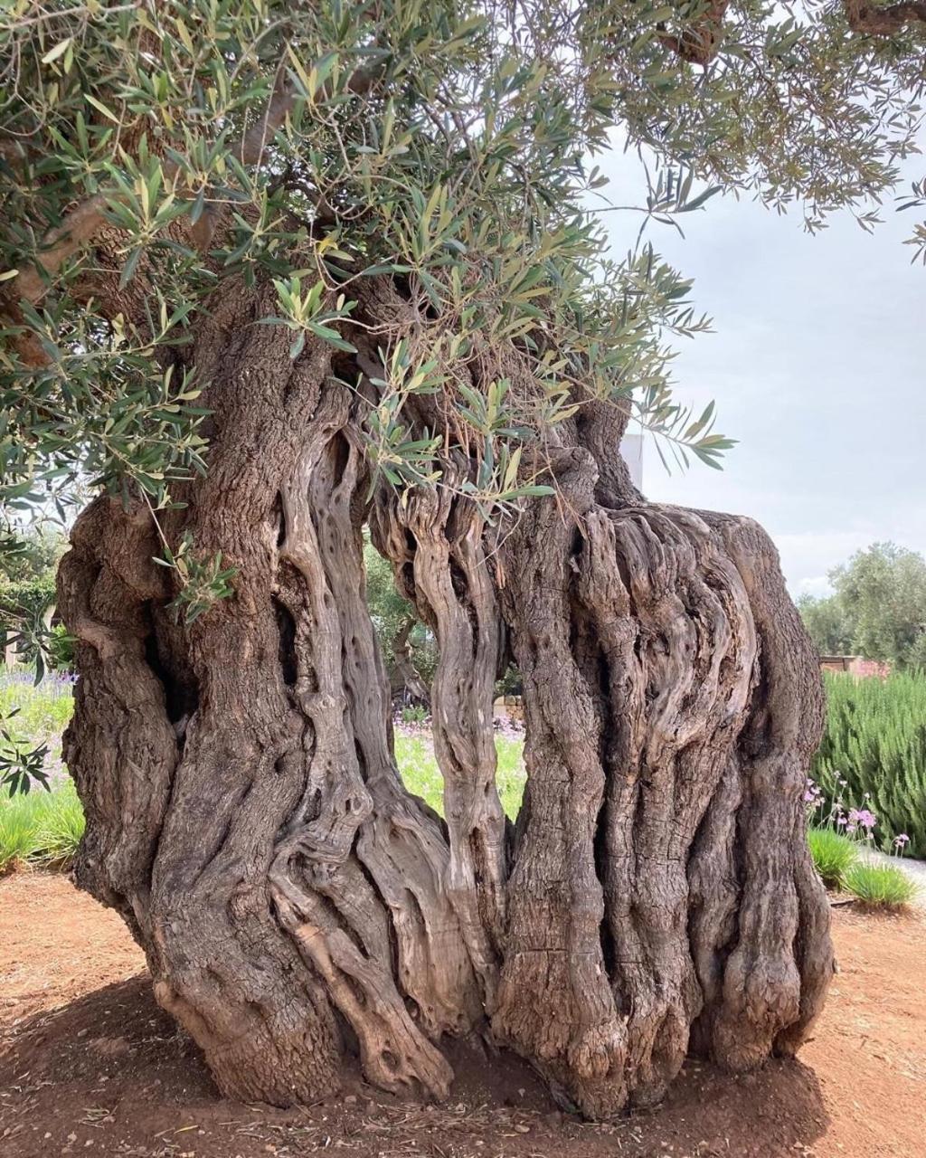 Boutique Hotel Masseria Sottomasi Savelletri Exteriör bild