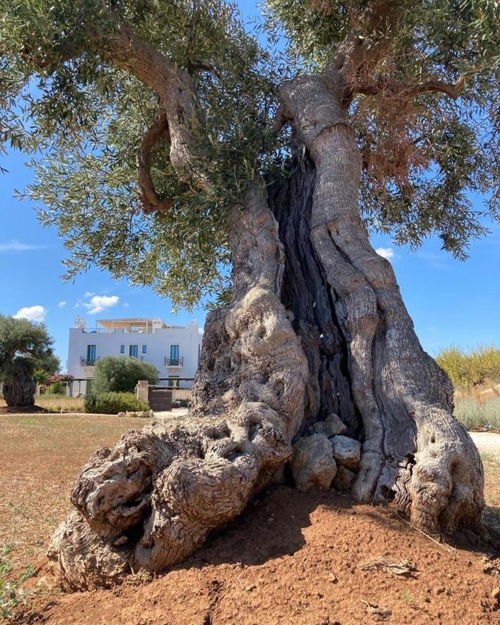 Boutique Hotel Masseria Sottomasi Savelletri Exteriör bild